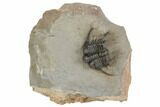 Spiny Cyphaspides Ammari Trilobite - Rare Species #189979-1